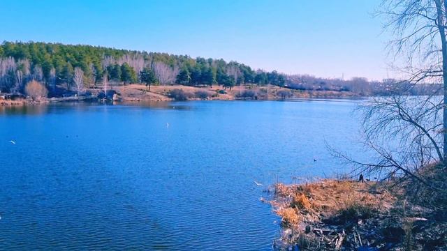 Переполох на реке.Пение птиц и ручья. смотреть онлайн
