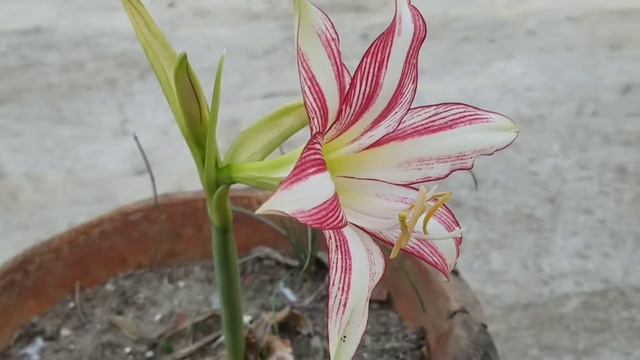 Amaryllis Lily смотреть онлайн
