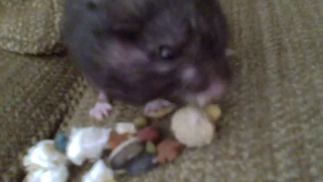 Hamster Spitting Out Food смотреть онлайн