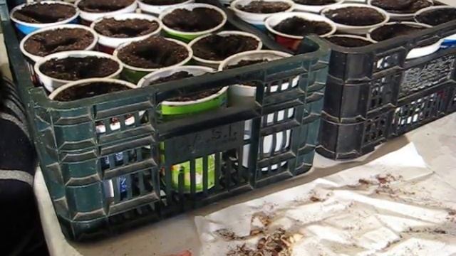 Сажаем стахис в феврале 2018 смотреть онлайн