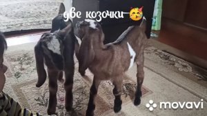 Отек вымени у козы. Средство против отека.#отекукозы