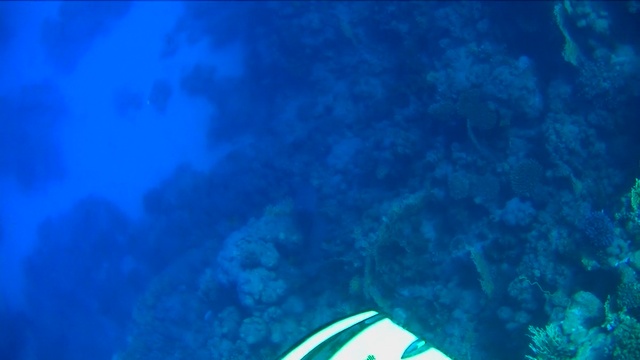 Подводный мир Красного моря ч. 12. смотреть онлайн