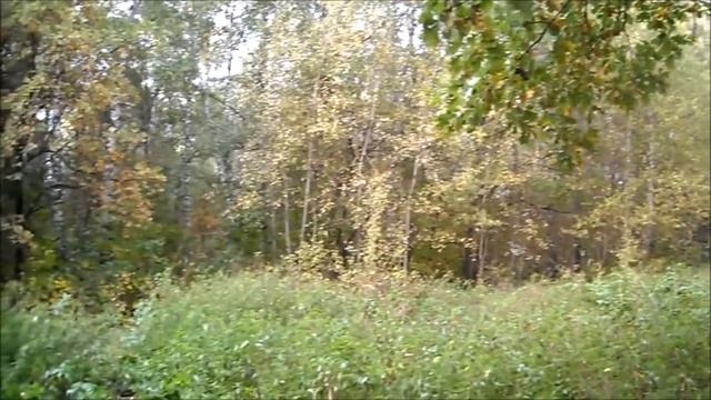 Задание4 Осень в лесу смотреть онлайн