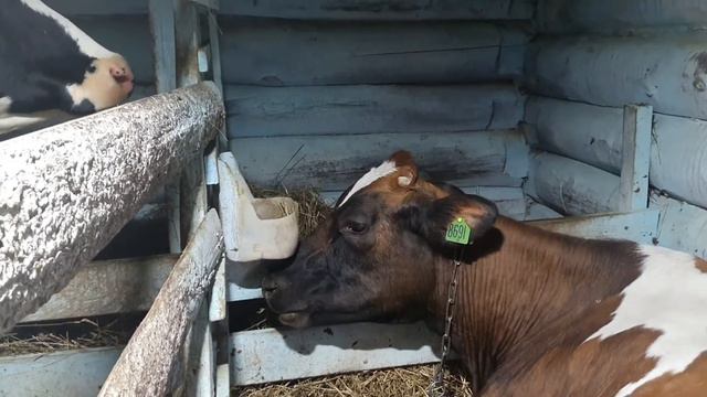 Сколько даёт Айширская корова молока, не выдаешь за день устанет рука!