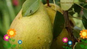 Груша обыкновенная Памяти Жегалова. Краткий обзор, описание pyrus communis Pamiati Zhegalova