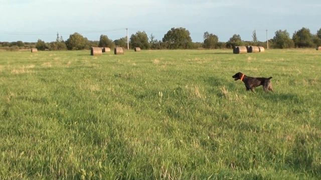 Дратхаар Рита. Стойка, подводка. Верная работа. смотреть онлайн