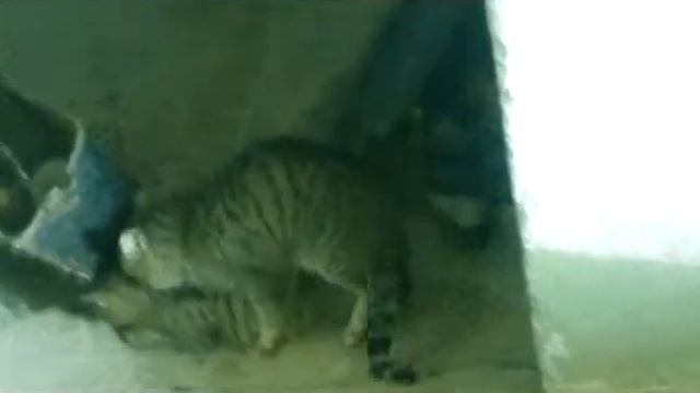 Как "Это" делают семейство кошачьих ! смотреть онлайн