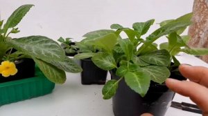 Как заставить цвести  Эписцию .