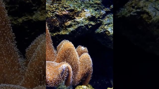 Relax Music,aquarium