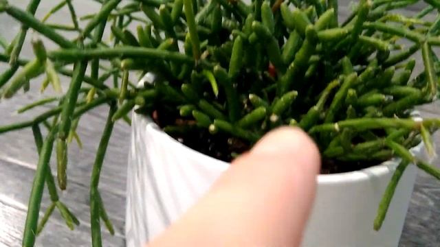 Рипсалис. Хатиора. Лесные кактусы