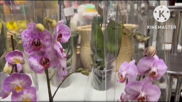 Цветочный магазин.Орхидеи, остатки бело-розовых. смотреть онлайн