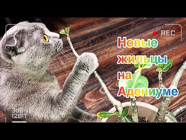 Адениум. SOS! Новые насекомые на новичке смотреть онлайн
