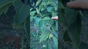 Хурма виргинская в Тамбове. #shorts