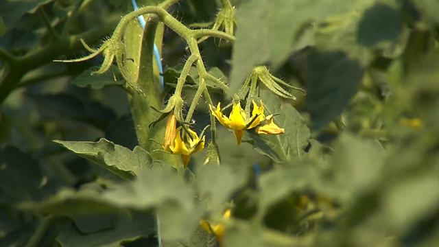 Agrarpflanzen, Nachtschattengewächse - Trailer