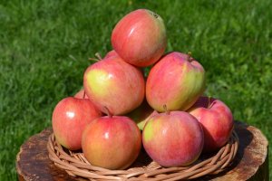 Данила - сорт яблони
