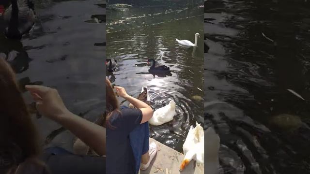 прожорливый гусь в парке Южные культуры смотреть онлайн