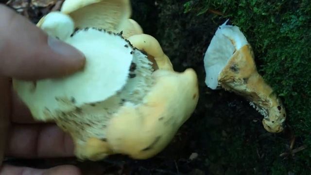 sárga gerebengomba, Hydnum repandum, sweet tooth, Der Semmelpilz смотреть онлайн