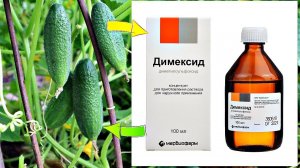 Что творит димексид с моими огурцами и томатами в августе и вообще все лето!Димексид для растений!