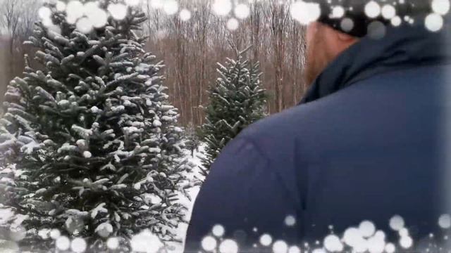 КАНАДА - ЕЛЬ НА РОЖДЕСТВО/Канадские еловые фермы/Как добыть в Канаде ЕЛКУ перед РОЖДЕСТВОМ смотреть онлайн