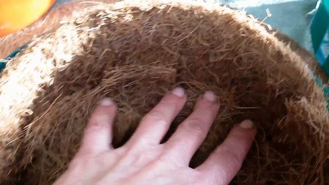 Целогина фимбриата. Как посадить орхидею. Субстрат для целогины. смотреть онлайн