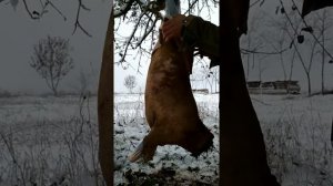 Как зарезать козлика в 9 месяцев, чтобы мясо не пахло?