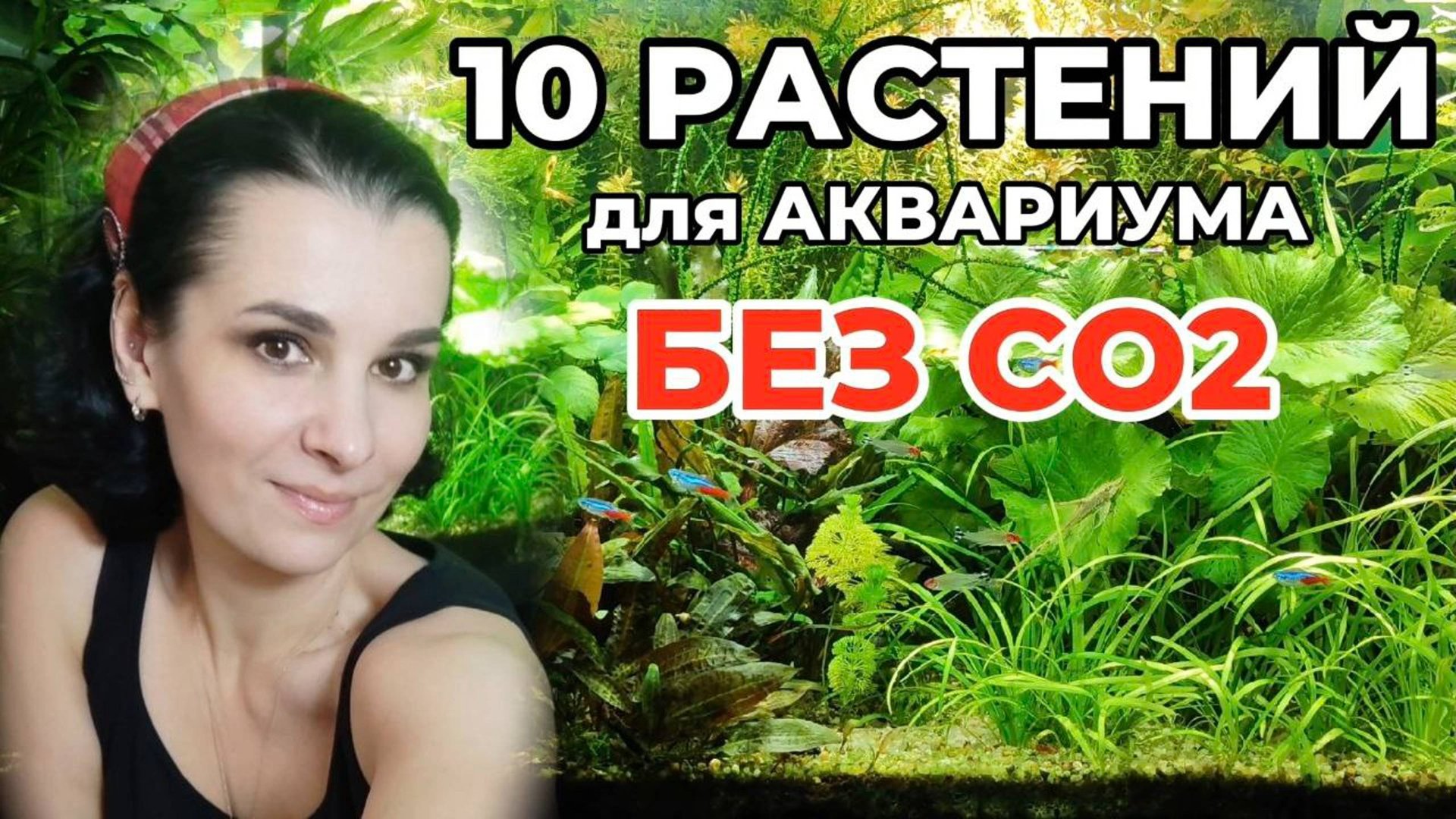10 простых аквариумных растений без СО2 смотреть онлайн