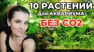 10 простых аквариумных растений без СО2