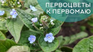 Первоцветы в весеннем саду: они зацветают первыми и радуют уже к майским праздниками