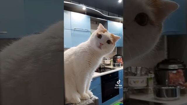 Алиса! Кошка нагадила мимо лодка, что делать? смотреть онлайн