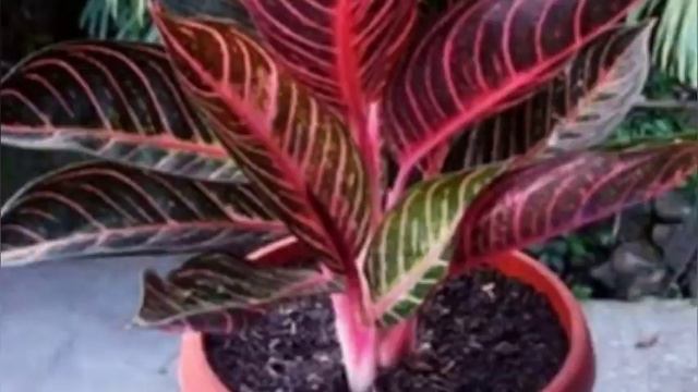 AGLAONEMA PRIDE OF SUMATERA - AGLONEMA RED SUMATRA