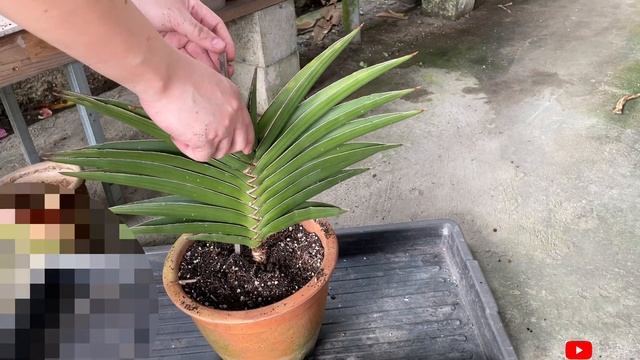 Repotting SANSEVIERIA EHRENBERGII ‘Samurai’ | oct22 смотреть онлайн