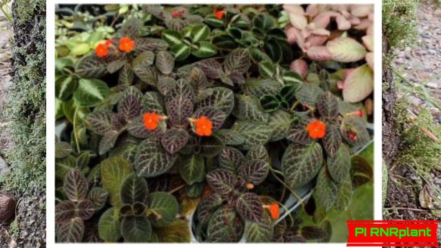 TYPES OF EPISCIA CUPREATA PLANT (Tanaman Hias) смотреть онлайн