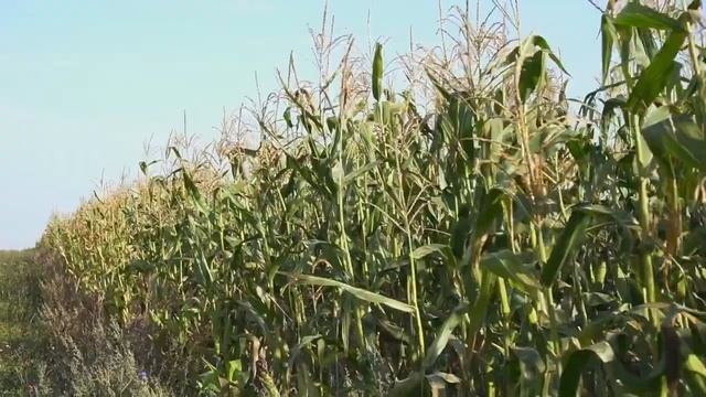 F 2550 — повелитель кормов смотреть онлайн