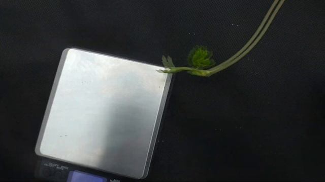 ПАРТЕНОПЕ . Сорт, который мы решили удалить... смотреть онлайн