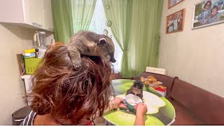 Гамадрил Люська и компания