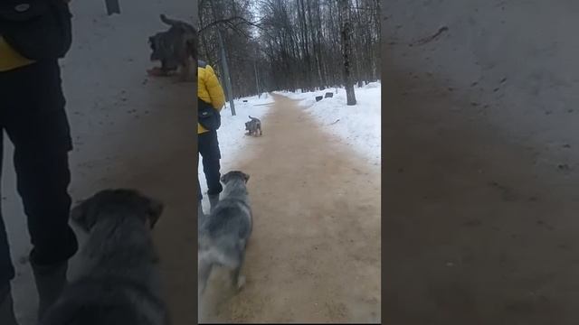 Прогулка выходного дня #Nikkolo #Amata #шнауцер #миттельшнауцер #schnauzer #dog смотреть онлайн