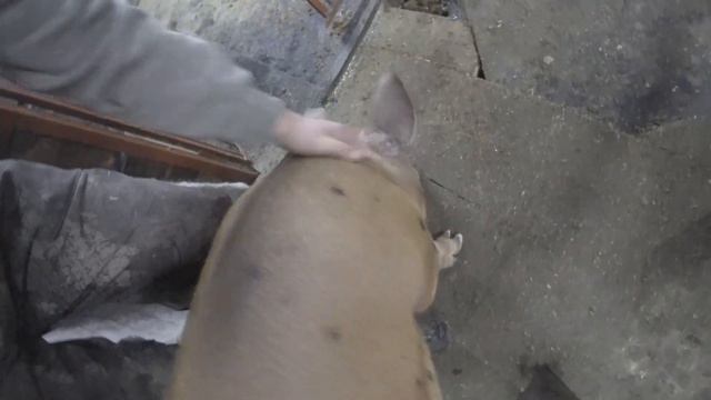 А не совершить ли нам побег? смотреть онлайн