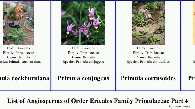 List of Angiosperms of Order Ericales Family Primulaceae Part 4 myrsine poet padre primrose minima смотреть онлайн
