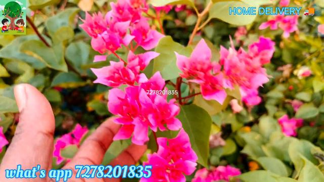 TOP DESI VARIETY BOUGAINVILLA PLANTS 🔥🔥🔥 ONLINE SELL..#plants #bougainvillea #green смотреть онлайн