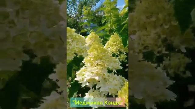 "Меджикал Кендл" Гортензия Метельчатая смотреть онлайн