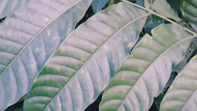 পীতরাজ| রয়না|Pithraj tree|Aphanamixis polystachya|Meliaceae смотреть онлайн