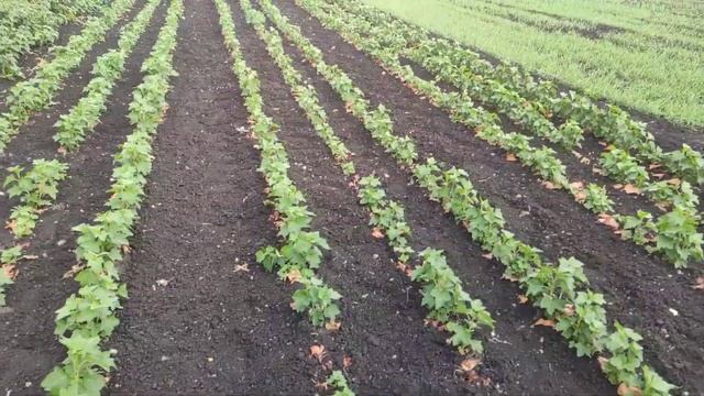 Питомник Долбня, экскурсия по питомнику или как выглядят наши саженцы в 2021. смотреть онлайн