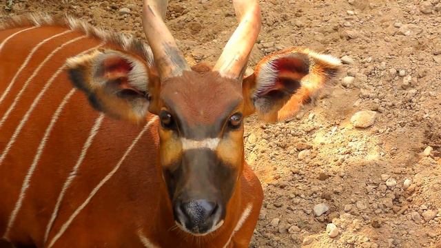 PRAGUE ZOO (4K) смотреть онлайн