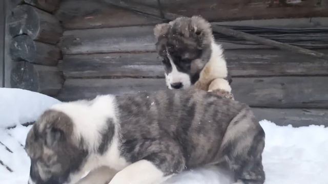 Щеночки алабая тигрового окраса 2 месяца от заводчика смотреть онлайн