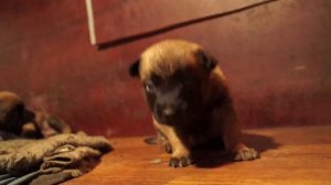 puppies Malinois - щенки малинуа 2 недели (Belgian shepherd)