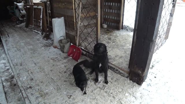 Ваня вернулся домой, НЕ один!