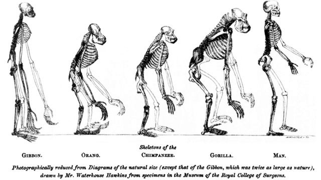 The eclipse of Darwinism | Wikipedia audio article смотреть онлайн