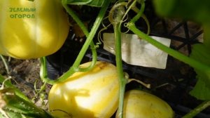 Корейская дыня ШАМОЭ. Советы от ЗЕЛЕНОГО ОГОРОДА!