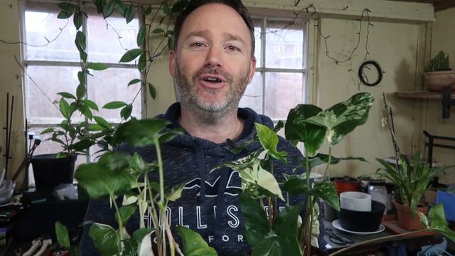 How To Care For Syngonium Podophyllum Albo Variegatum | Arrow Head Vine