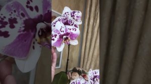 Орхидея фаленопсис Meidarland Pink Magpie 907 (Розовая сорока) или Scorpio. Цветы 12-13 см.